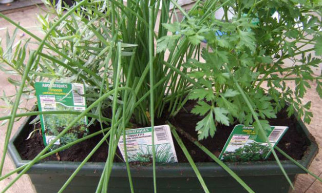 Et pourquoi pas une jardinière aromatique ?