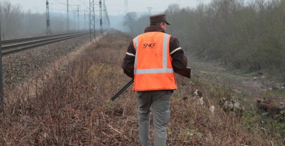 La SNCF contre les retards fait tuer les lapins et les blaireaux